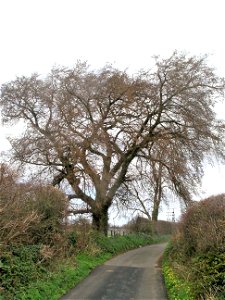 European White Elm Ulmus laevis tree at Llandegfan, Anglesey, Wales photo