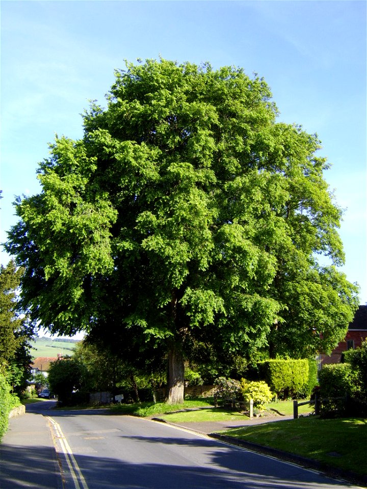 Ulmus (not U. laevis). Deans Road, Alfriston, England photo