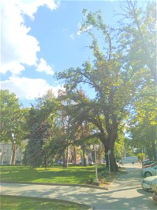 Volniș (vânj), monument al naturii amplasat în mun. Chișinău, bd. Ștefan cel Mare 152, Teatrul Național de Operă și Balet (cod MD-C-mn.Cb-137)





This is a photo of a natural heritage site in Mo