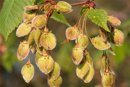 Ulmus laevis fruit, Donauau bei Wallsee - Ardagger, Niederösterreich, Austria photo