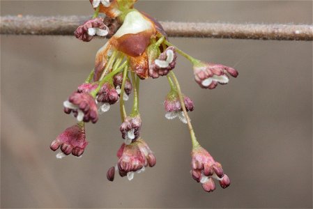 Ulmus laevis photo