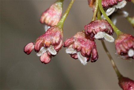 Ulmus laevis photo