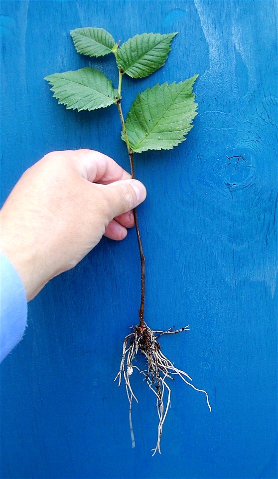 Photo of a rooted cutting of Ulmus laevis.
Photo taken by author, July 2008