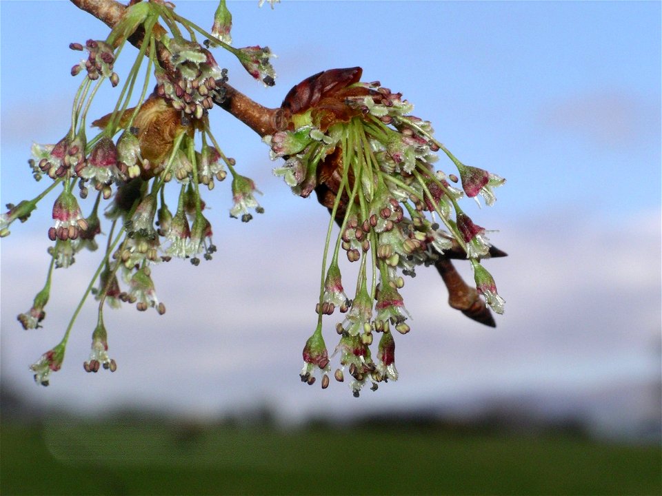European White Elm Ulmus laevis (not Wych Elm despite the title) flowers at Llandegfan, Anglesey, Wales