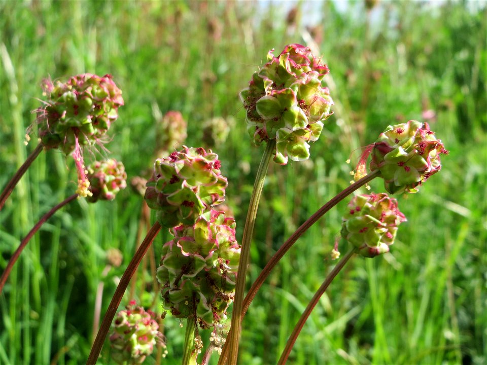 Kleiner Wiesenknopf (Sanguisorba minor) nahe der Ostspange in Saarbrücken