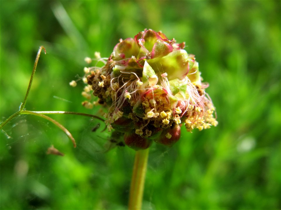 Kleiner Wiesenknopf (Sanguisorba minor) in den Horststückern im Landschaftsschutzgebiet Hockenheimer Rheinbogen