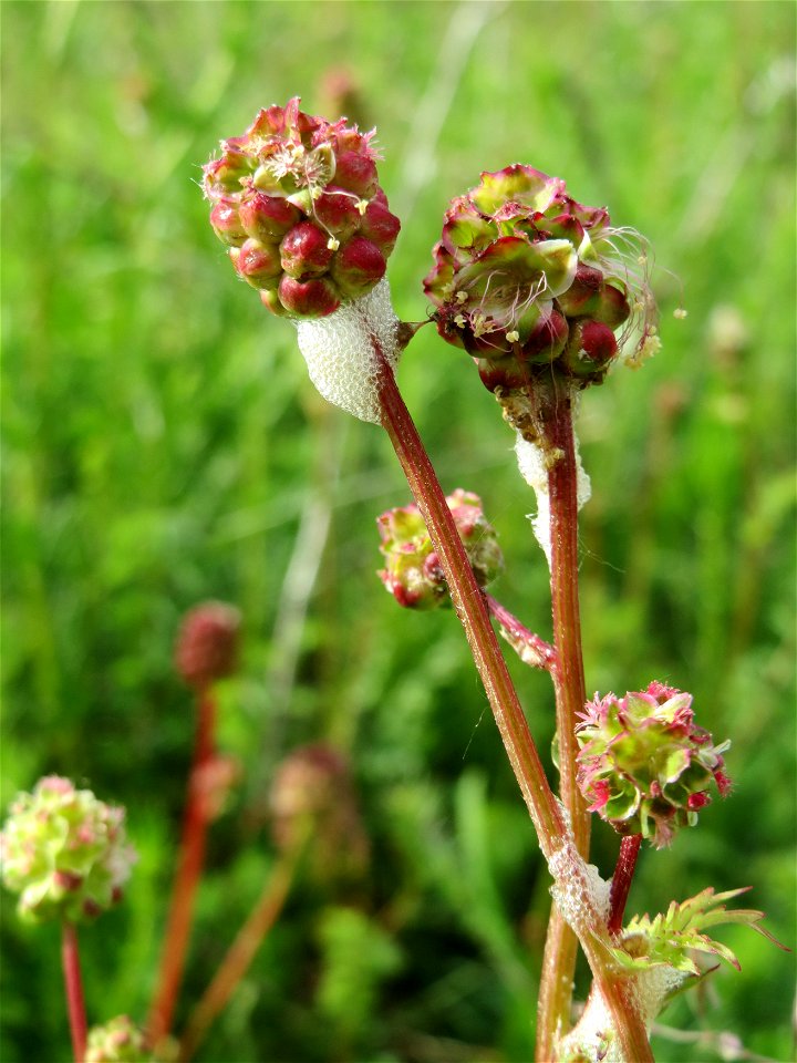 Kleiner Wiesenknopf (Sanguisorba minor) in den Horststückern im Landschaftsschutzgebiet Hockenheimer Rheinbogen