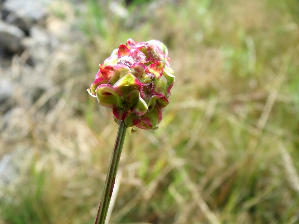 Kleiner Wiesenknopf (Sanguisorba minor) bei Oftersheim