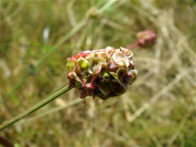 Kleiner Wiesenknopf (Sanguisorba minor) bei Oftersheim photo