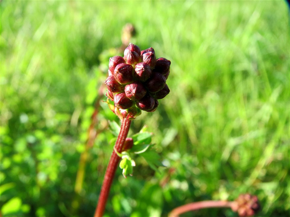 Kleiner Wiesenknopf (Sanguisorba minor) in Heidelberg