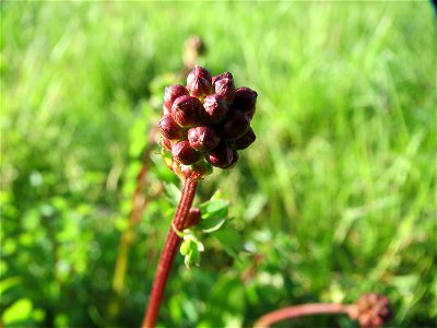 Kleiner Wiesenknopf (Sanguisorba minor) in Heidelberg