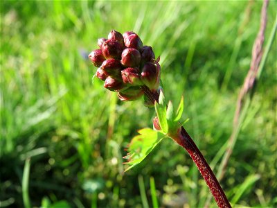 Kleiner Wiesenknopf (Sanguisorba minor) in Heidelberg