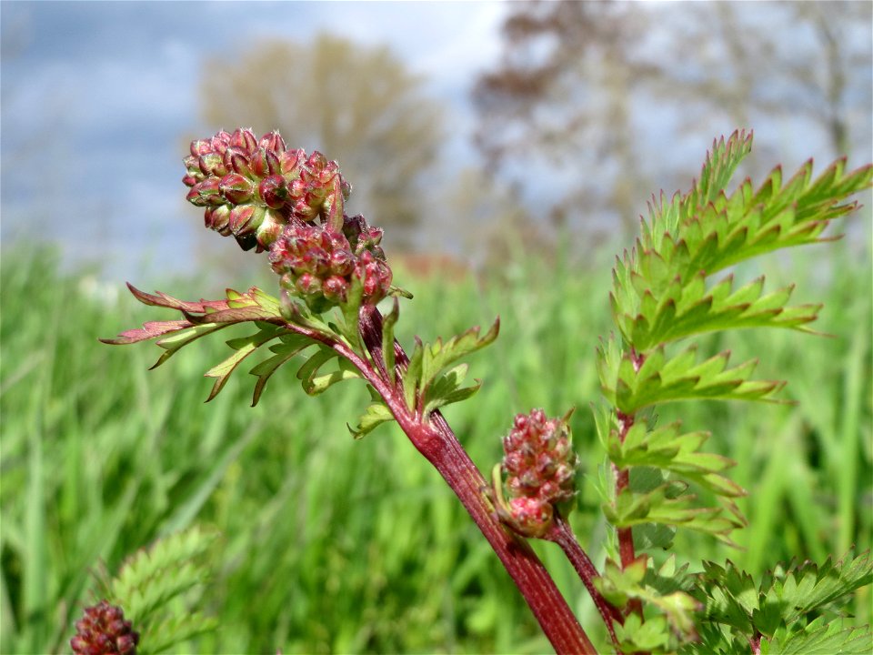 Kleiner Wiesenknopf (Sanguisorba minor) im Landschaftsschutzgebiet Hockenheimer Rheinbogen - Grundzutat für die Frankfurter Grüne Soße