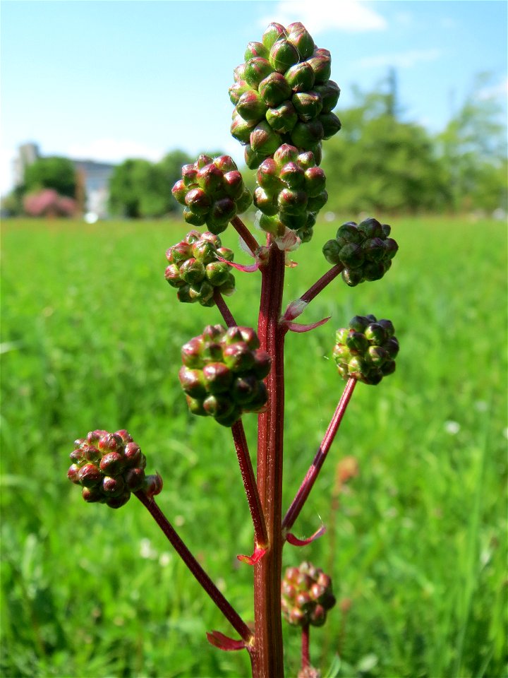 Kleiner Wiesenknopf (Sanguisorba minor) im Neuenheimer Feld in Heidelberg