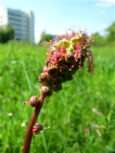 Kleiner Wiesenknopf (Sanguisorba minor) im Neuenheimer Feld in Heidelberg