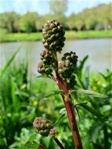 Kleiner Wiesenknopf (Sanguisorba minor) an der Saar in Saarbrücken
