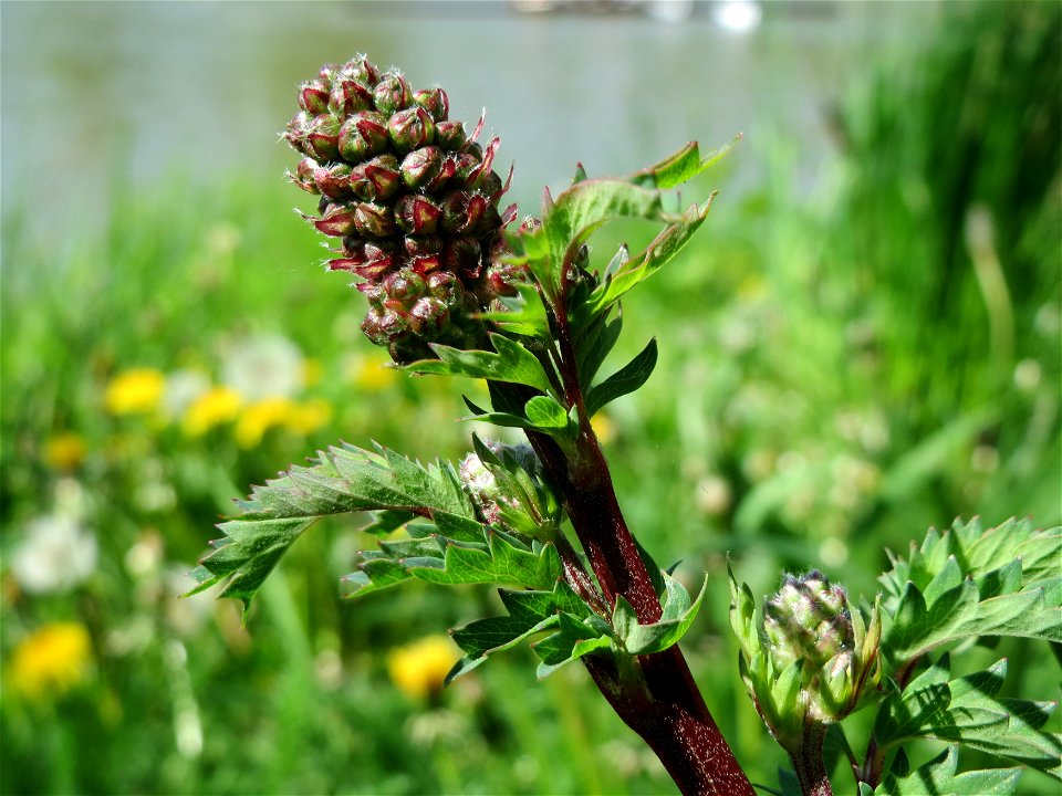 Kleiner Wiesenknopf (Sanguisorba minor) an der Saar in Saarbrücken