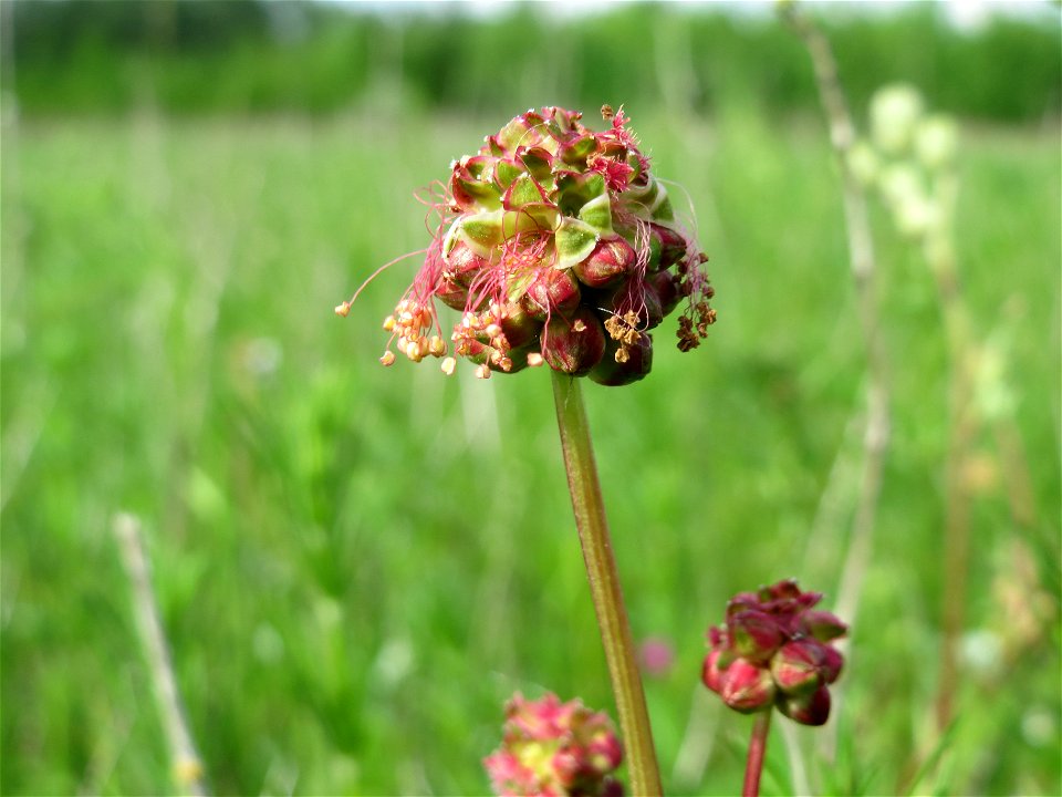 Kleiner Wiesenknopf (Sanguisorba minor) in den Horststückern im Landschaftsschutzgebiet „Hockenheimer Rheinbogen“