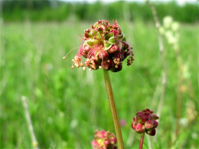 Kleiner Wiesenknopf (Sanguisorba minor) in den Horststückern im Landschaftsschutzgebiet „Hockenheimer Rheinbogen“