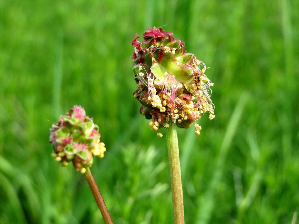 Kleiner Wiesenknopf (Sanguisorba minor) in den Horststückern im Landschaftsschutzgebiet „Hockenheimer Rheinbogen“