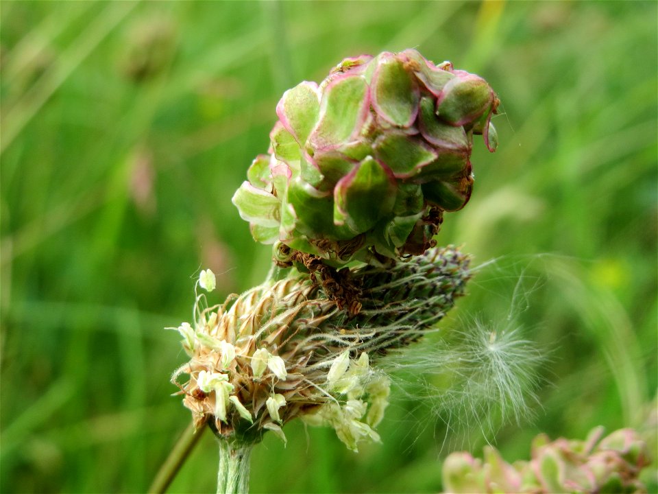 Kleiner Wiesenknopf (Sanguisorba minor) im Landesgartenschaupark Hockenheim