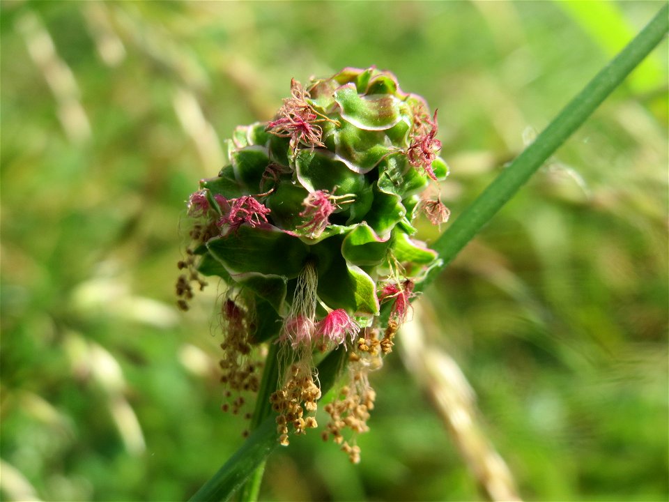 Kleiner Wiesenknopf (Sanguisorba minor) im Landesgartenschaupark Hockenheim