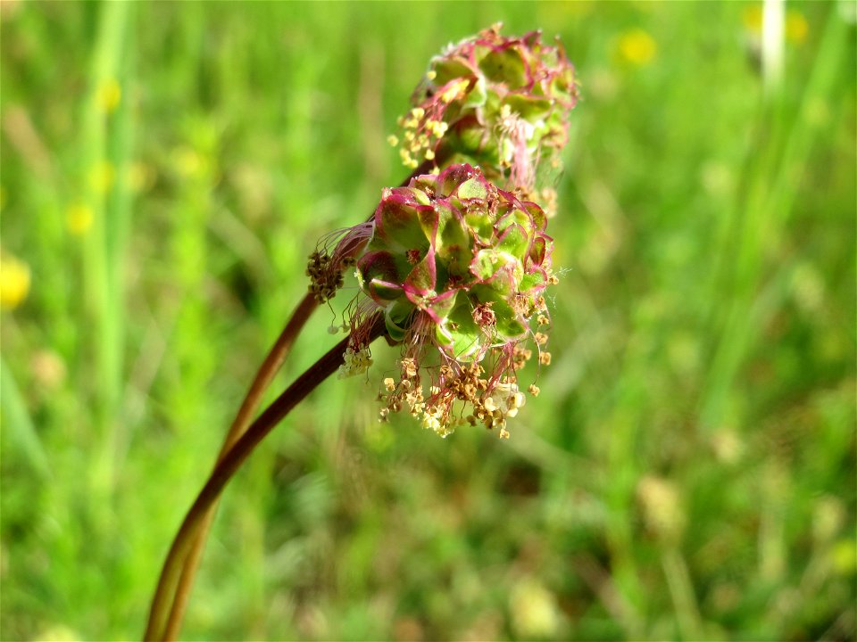 Kleiner Wiesenknopf (Sanguisorba minor) in den Horststückern im Landschaftsschutzgebiet Hockenheimer Rheinbogen