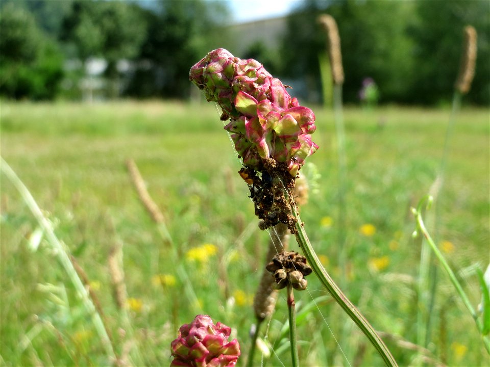 Kleiner Wiesenknopf (Sanguisorba minor) am Osthafen in Saarbrücken