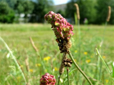 Kleiner Wiesenknopf (Sanguisorba minor) am Osthafen in Saarbrücken photo