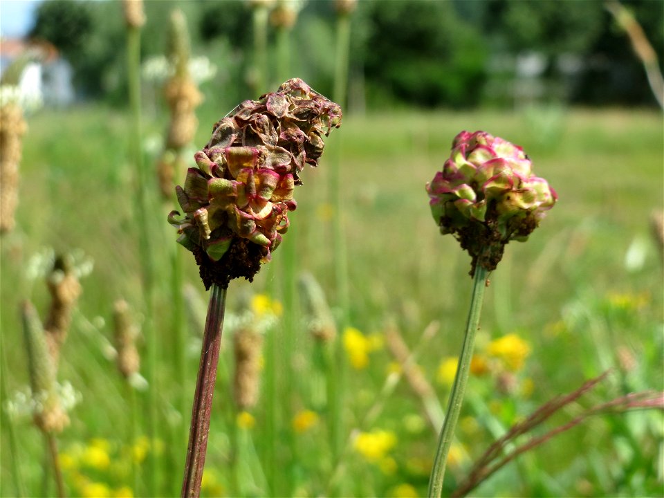 Kleiner Wiesenknopf (Sanguisorba minor) am Osthafen in Saarbrücken