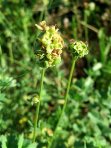 Kleiner Wiesenknopf (Sanguisorba minor) bei Hockenheim