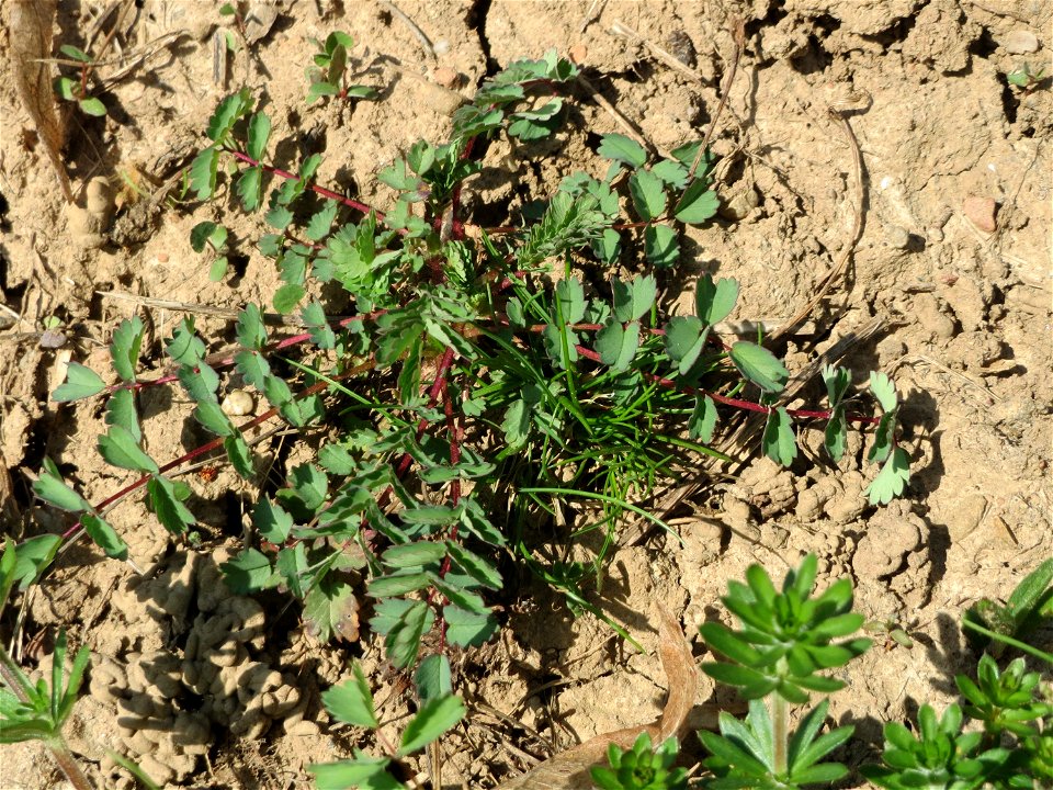Kleiner Wiesenknopf (Sanguisorba minor) an der Saar in Saarbrücken