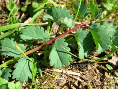Kleiner Wiesenknopf (Sanguisorba minor) an der Saar in Saarbrücken