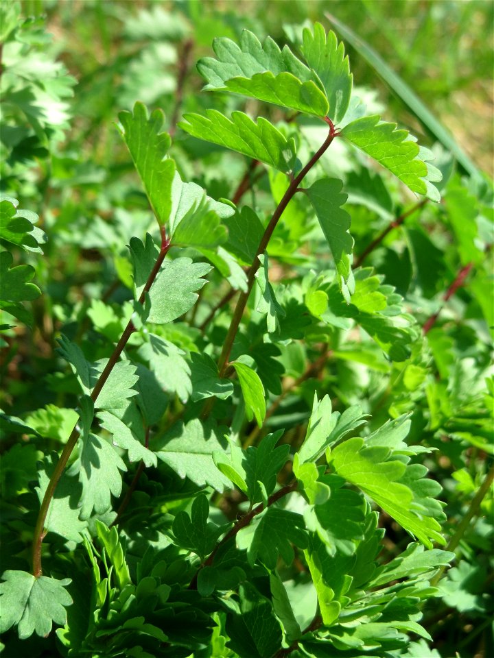 Kleiner Wiesenknopf (Sanguisorba minor) an der Saar in Saarbrücken