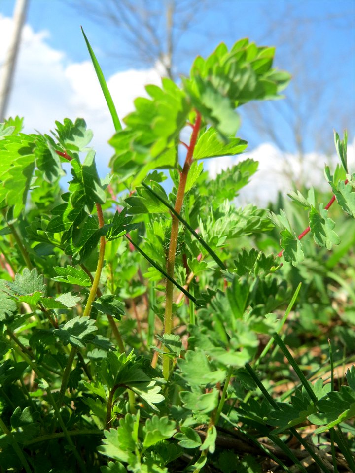 Kleiner Wiesenknopf (Sanguisorba minor) an der Saar in Saarbrücken