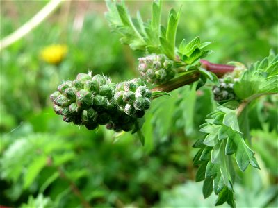 Kleiner Wiesenknopf (Sanguisorba minor) an der Saar in Saarbrücken