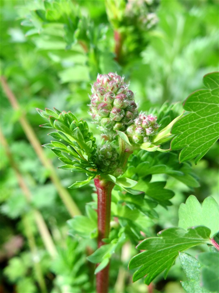 Kleiner Wiesenknopf (Sanguisorba minor) an der Saar in Saarbrücken
