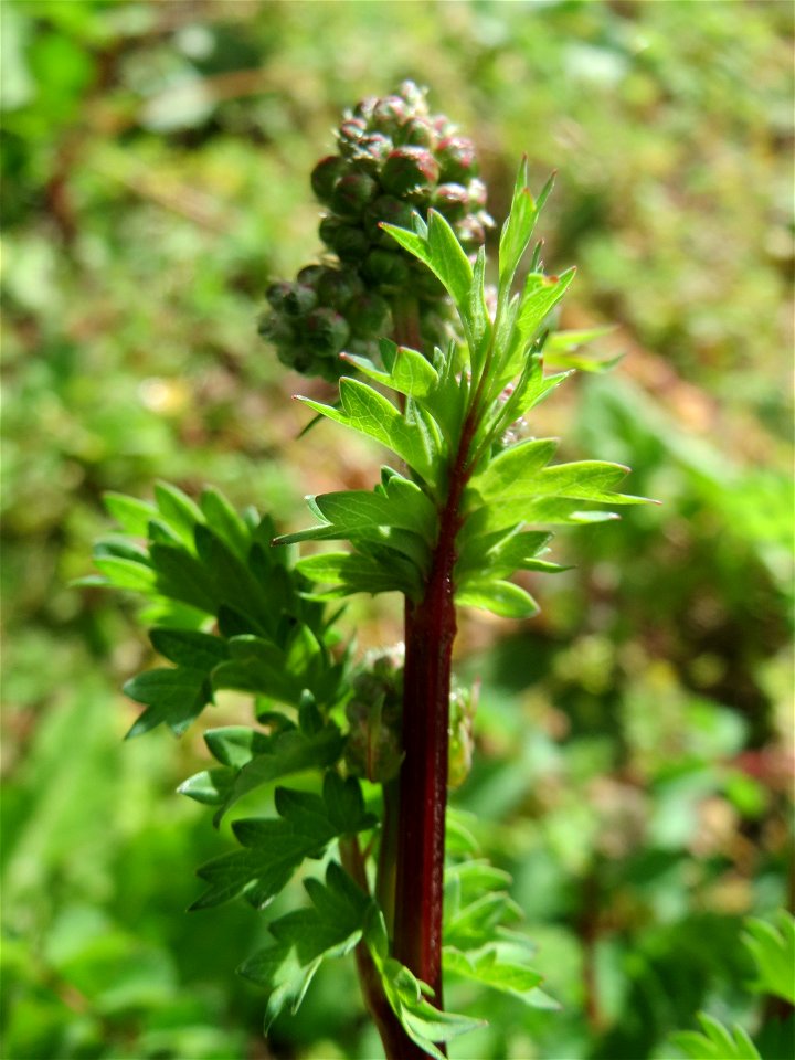 Kleiner Wiesenknopf (Sanguisorba minor) an der Saar in Saarbrücken - Grundzutat zur Frankfurter Grünen Soße