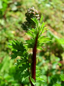Kleiner Wiesenknopf (Sanguisorba minor) an der Saar in Saarbrücken - Grundzutat zur Frankfurter Grünen Soße