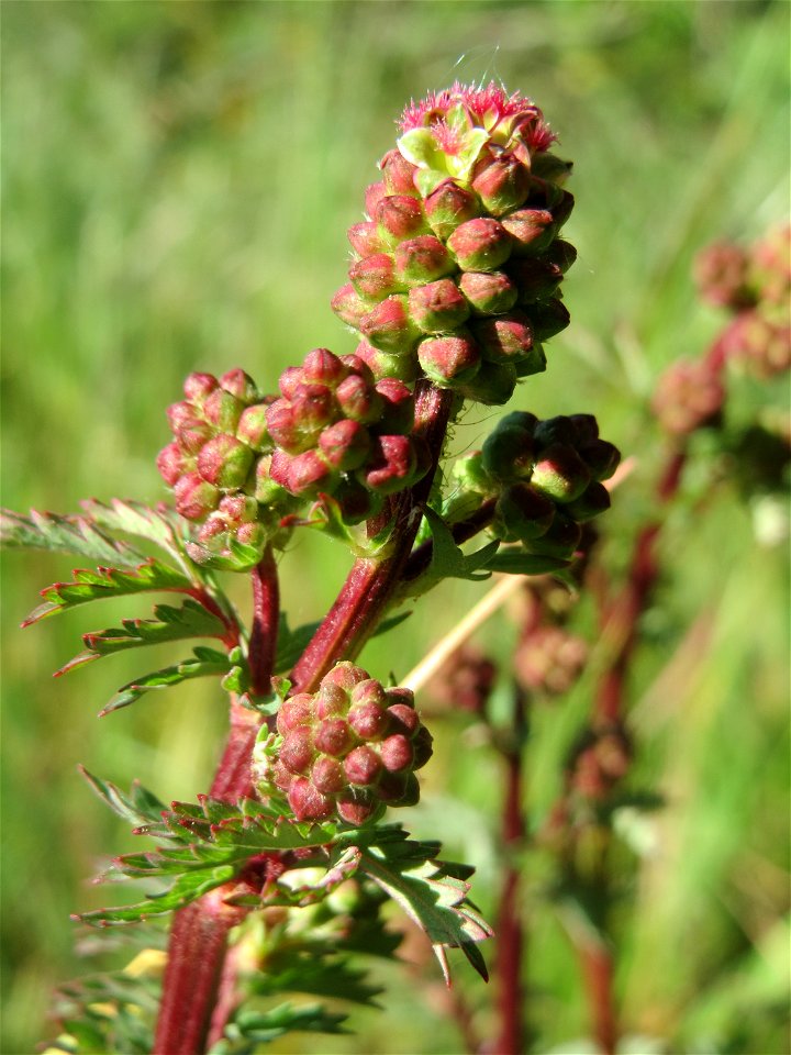 Kleiner Wiesenknopf (Sanguisorba minor) am Stadtrand von Hockenheim