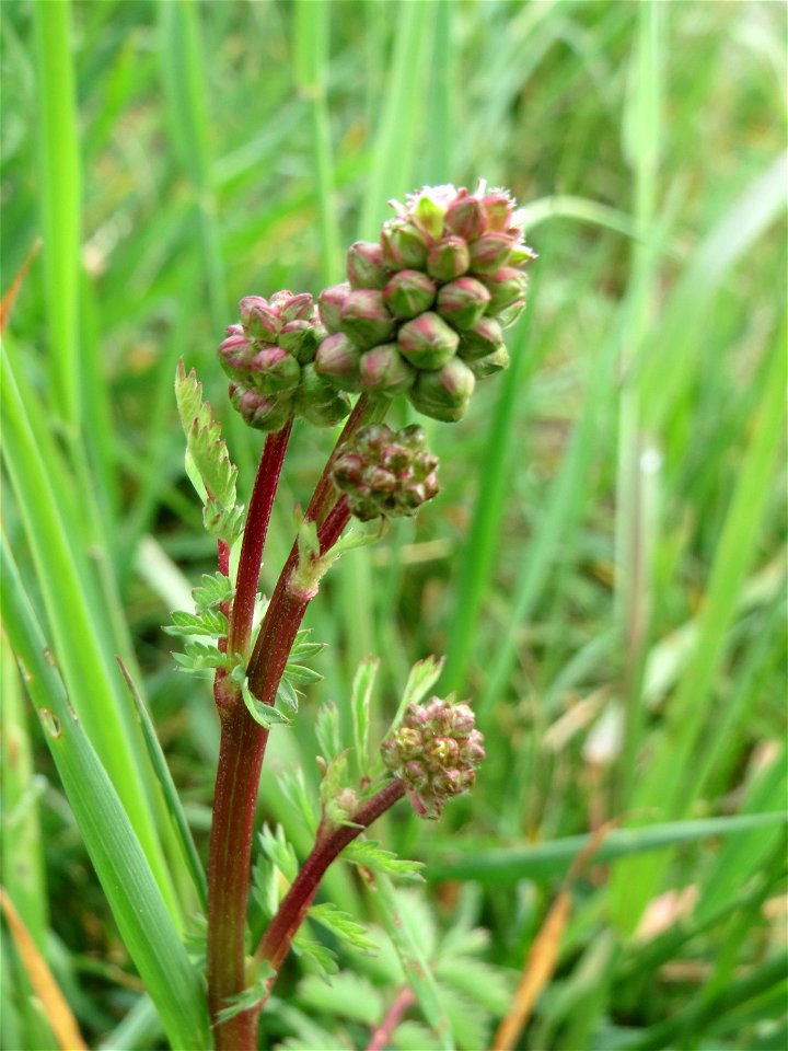 Kleiner Wiesenknopf (Sanguisorba minor) am Kraichbachdamm im Landschaftsschutzgebiet „Hockenheimer Rheinbogen“ - eine Grundzutat für die Frankfurter Grüne Soße