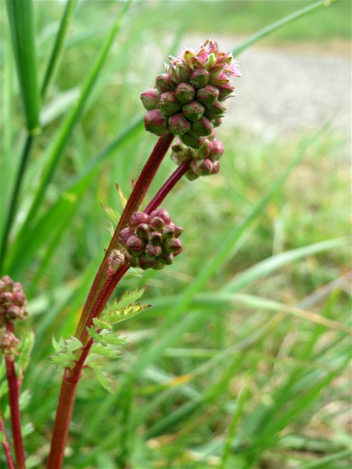 Kleiner Wiesenknopf (Sanguisorba minor) am Kraichbachdamm im Landschaftsschutzgebiet „Hockenheimer Rheinbogen“ - eine Grundzutat für die Frankfurter Grüne Soße