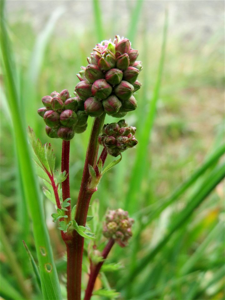 Kleiner Wiesenknopf (Sanguisorba minor) am Kraichbachdamm im Landschaftsschutzgebiet „Hockenheimer Rheinbogen“ - eine Grundzutat für die Frankfurter Grüne Soße