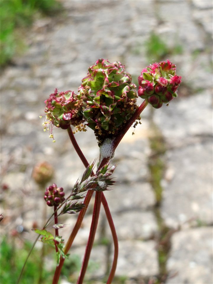 Kleiner Wiesenknopf (Sanguisorba minor) an der Saar in Saarbrücken