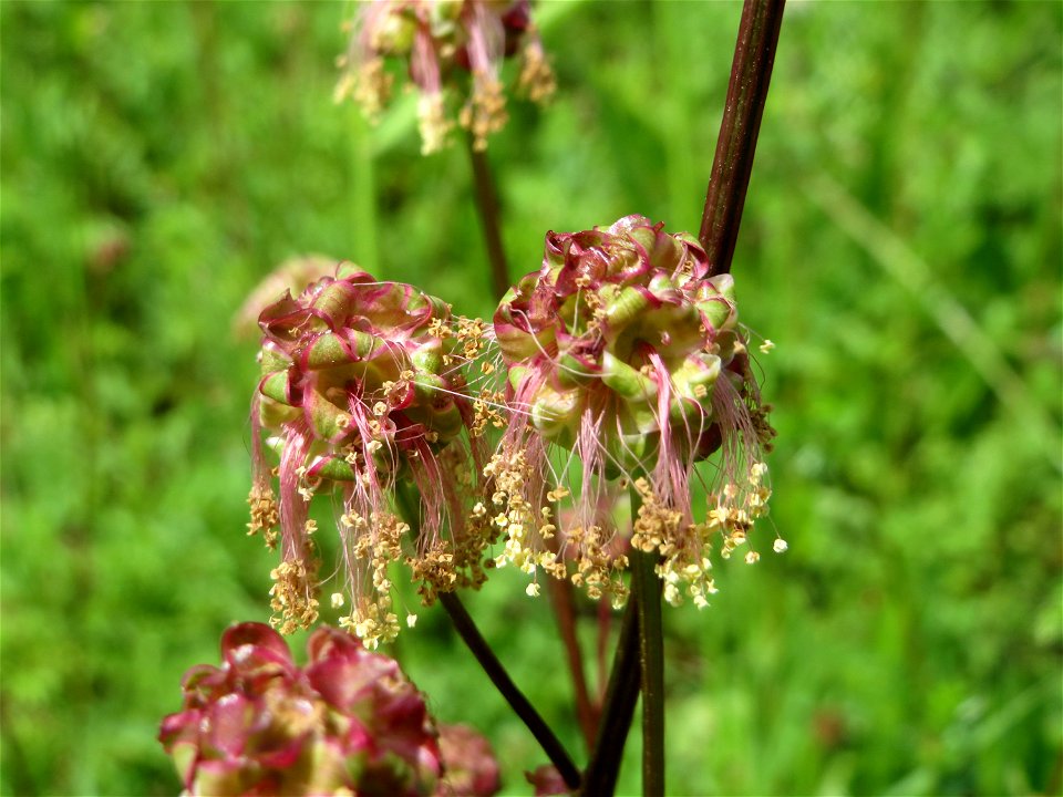Kleiner Wiesenknopf (Sanguisorba minor) an der Saar in Saarbrücken