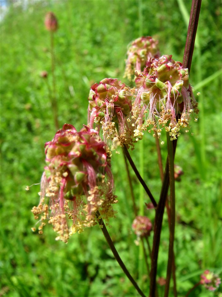 Kleiner Wiesenknopf (Sanguisorba minor) an der Saar in Saarbrücken