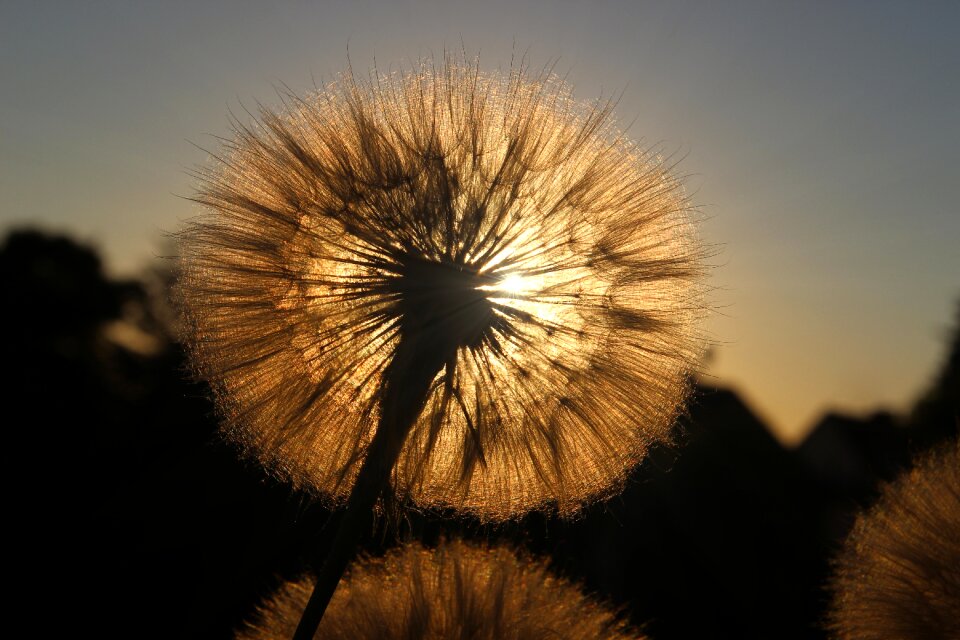 Sun sunbeam nature