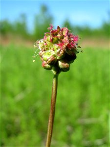 Kleiner Wiesenknopf (Sanguisorba minor) in den Horststückern im Landschaftsschutzgebiet „Hockenheimer Rheinbogen“