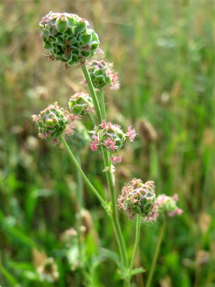 Kleiner Wiesenknopf (Sanguisorba minor) auf einer Streuobstwiese in Hockenheim
