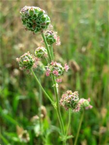 Kleiner Wiesenknopf (Sanguisorba minor) auf einer Streuobstwiese in Hockenheim photo